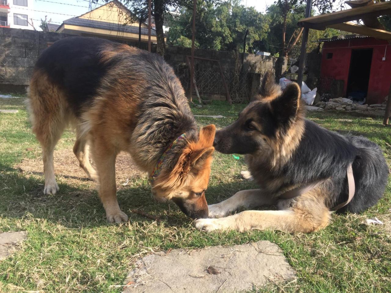 Nepalaya Eco Hostel Pokhara Eksteriør billede